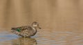 European Teal